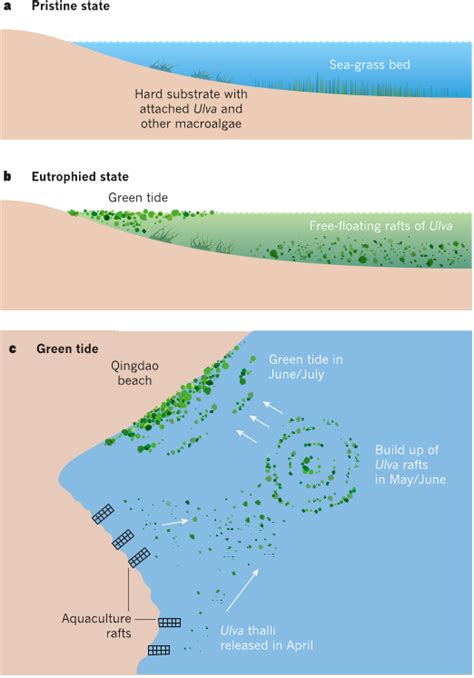 The Implications of Mavoc Seaweed Tides on Coastal Communities